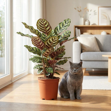 Green boutiQ - Kamerplant - Pauwenplant - Calathea Makoyana - Groen - Weinig onderhoud - 1 Plant - met Mand - Kruka 19cm - Hoogte 70cm