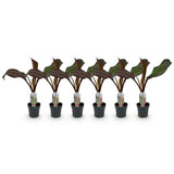 Green boutiQ - Fruitplant - Bananen plant - Ensete ventricosum Maurelli - Winterhard - 6 växtn - Kruka 12cm Hoogte 30cm