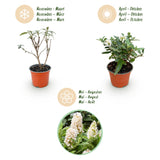 Green boutiQ - Tuinplant - Buddleja davidii Butterfly Candy Little White - Vlinderstruik - Compact - Wit - 1 Plant - Kruka 12cm - Hoogte 20-25cm