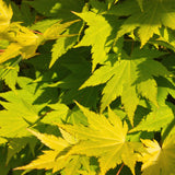 Green boutiQ - Terrasplant - Japanse Esdoorn - Acer palmatum Jordan - Geel - 2 Växtn - Bladverliezend - Kruka 19cm Hoogte 70cm