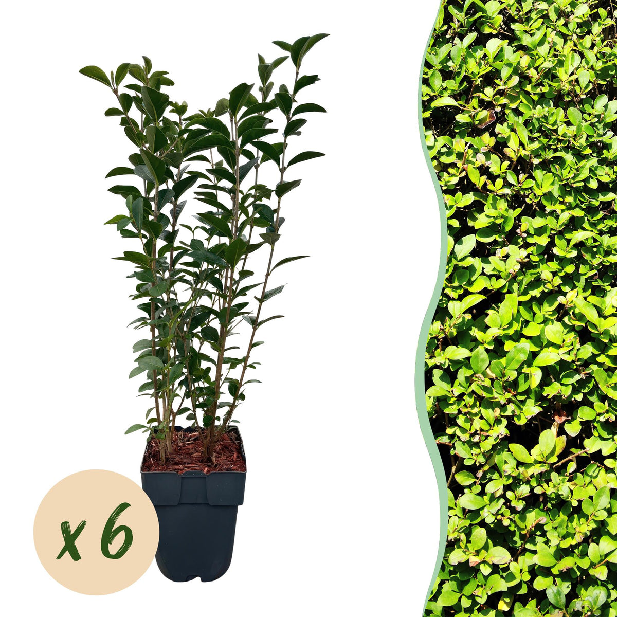 Green boutiQ - Haagväxtn - Ligustrum ovalifolium -  blad groen - 6 växtn - 1 strekkende meter - groenblijvend - kruka 17cm hoogte 55cm