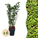 Green boutiQ - Haagväxtn - Ligustrum ovalifolium -  blad groen - 6 växtn - 1 strekkende meter - groenblijvend - kruka 17cm hoogte 55cm