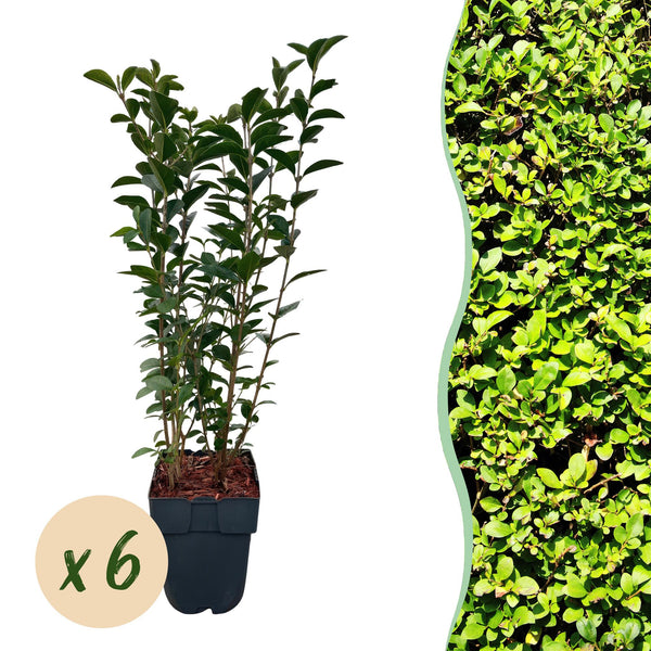 Green boutiQ - Haagväxtn - Ligustrum ovalifolium -  blad groen - 6 växtn - 1 strekkende meter - groenblijvend - kruka 17cm hoogte 55cm
