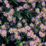 Aster ageratoides Asran en godet - Aster bleu lilas - H 10-25 cm, pot Ø9 cm - photo 5
