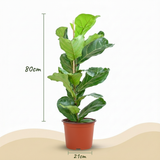 Green boutiQ - Kamerplant - Vioolbladplant - Ficus Lyrata - Groen - Weinig onderhoud - 1 Plant - Kruka 21cm - Hoogte 75 - 85cm