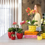 Kolibri Company | Växtnset Rode Phalaenopsis Orchidee Congo i Succulenten incl. keramieken Berry sierpotten