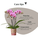 Orchidée Phalaenopsis rose et violette Diamond El Salvador - H 35 cm, pot Ø9 cm