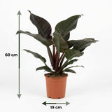 Green boutiQ - Kamerplant - Philodendron - Philodendron Imperial Red - Rood - Weinig onderhoud - 1 Plant - Kruka 19cm - Hoogte 60cm