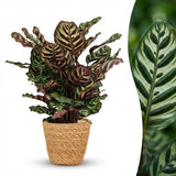 Green boutiQ - Kamerplant - Pauwenplant - Calathea Makoyana - Groen - Weinig onderhoud - 1 Plant - met Mand - Kruka 19cm - Hoogte 70cm