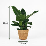 Green boutiQ - Kamerplant - Philodendron - Philodendron Imperial Green - Groen - Weinig onderhoud - 1 Plant - met Mand - Kruka 19cm - Hoogte 65cm