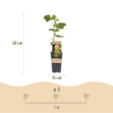 Vigne Lakemont - H 50 cm, pot Ø15 cm