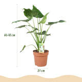 Green BoutiQ - Kamerväxtn - Alocasia Cucullata - Boeddha,s hand - Weinig onderhoud - Groen - 1 Plant - met Potter Grijs - Kruka 21cm - Hoogte 65-70cm