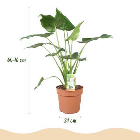 Green BoutiQ - Kamerväxtn - Alocasia Cucullata - Boeddha,s hand - Weinig onderhoud - Groen - 1 Plant - met Potter Grijs - Kruka 21cm - Hoogte 65-70cm