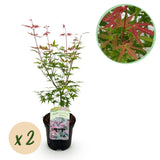 Green boutiQ - Terrasplant - Japanse Esdoorn - Acer palmatum Phoenix - Roze - 2 Växtn - Bladverliezend - Kruka 19cm Hoogte 70cm