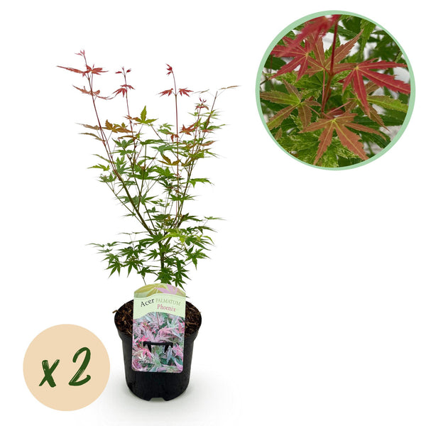Green boutiQ - Terrasplant - Japanse Esdoorn - Acer palmatum Phoenix - Roze - 2 Växtn - Bladverliezend - Kruka 19cm Hoogte 70cm