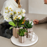 Kolibri Orchids | Gift Set Slow Living | Groene växtn met witte Phalaenopsis orchidee Lausanne in keramieken sierpotten beige op wit dienblad