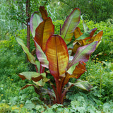 Green boutiQ - Fruitplant - Bananen plant - Ensete ventricosum Maurelli - Winterhard - 2 växtn - Kruka 17cm Hoogte 40cm
