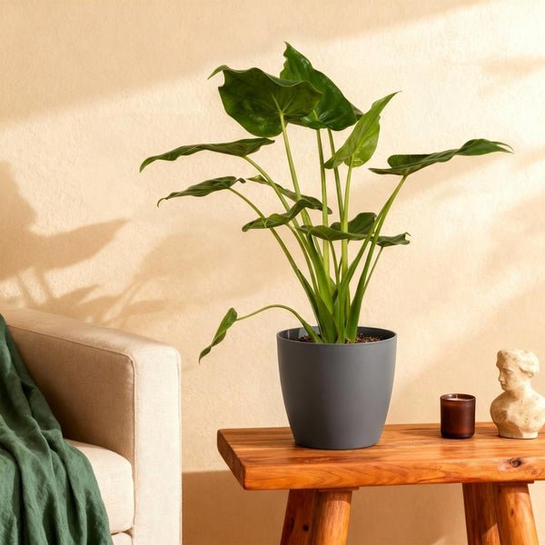 Green BoutiQ - Kamerväxtn - Alocasia Cucullata - Boeddha,s hand - Weinig onderhoud - Groen - 1 Plant - met Potter Grijs - Kruka 21cm - Hoogte 65-70cm
