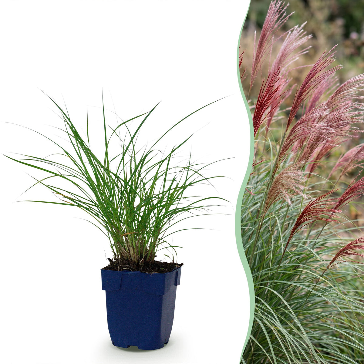 Eulalie Red Chief - H 15-25 cm, pot Ø11 cm
