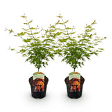 Green boutiQ - Terrasplant - Japanse Esdoorn - Acer palmatum Orange Dream - Oranje - 2 Växtn - Bladverliezend - Kruka 19cm Hoogte 70cm