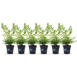Green boutiQ - Buxus Haag - BetterBuxus Babylon Beauty - Resistant tegen de Buxus schimmel - 6 växtn - 1 strekkende meter - kruka 13cm hoogte 30-35