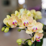 Orchidée Phalaenopsis jaune Blossom Lima avec cache-pot Melody crème - H 40 cm, pot Ø9 cm