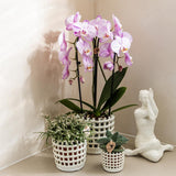 Orchidées Phalaenopsis roses Niagara Fall Xanion - lot de 2 ou 4 - pot Ø12 cm