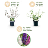 Green boutiQ - Trädgårdsväxt - Buddleja davidii Tricolour - Fjärilsbusk - Vinterhard - Blå - Rosa - Vit - 3 Växter - Kruka 17cm - Höjd 45cm