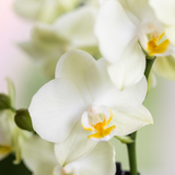 Kolibri Orchids | Witte orchideeënset in Diabolo Twin sierpot | 2 x witte Lausanne orchideeën Ø9cm