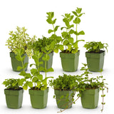Green boutiQ - Borderpakket - Thee kruiden - 8 Vaste växtn - 1 m2 - Diversen kleuren - Weinig Onderhoud - Kruka 11cm
