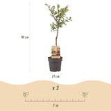 Green boutiQ - Fruitplant - Pruimen boom - Prunus domestica Victoria - Rode Pruim - Kruka 21cm Hoogte 90cm