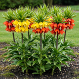 Green boutiQ - Bloembollen - Fritillaria Imperialis Mix - Kleur Geel i Oranje - 3 stuks - Bolmaat 18/20 - XXL Pack