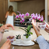 Orchidée Phalaenopsis rose et violette Diamond El Salvador avec cache-pot Horizon blanc