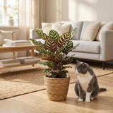 Green boutiQ - Kamerplant - Pauwenplant - Calathea Makoyana - Groen - Weinig onderhoud - 1 Plant - met Mand - Kruka 19cm - Hoogte 70cm