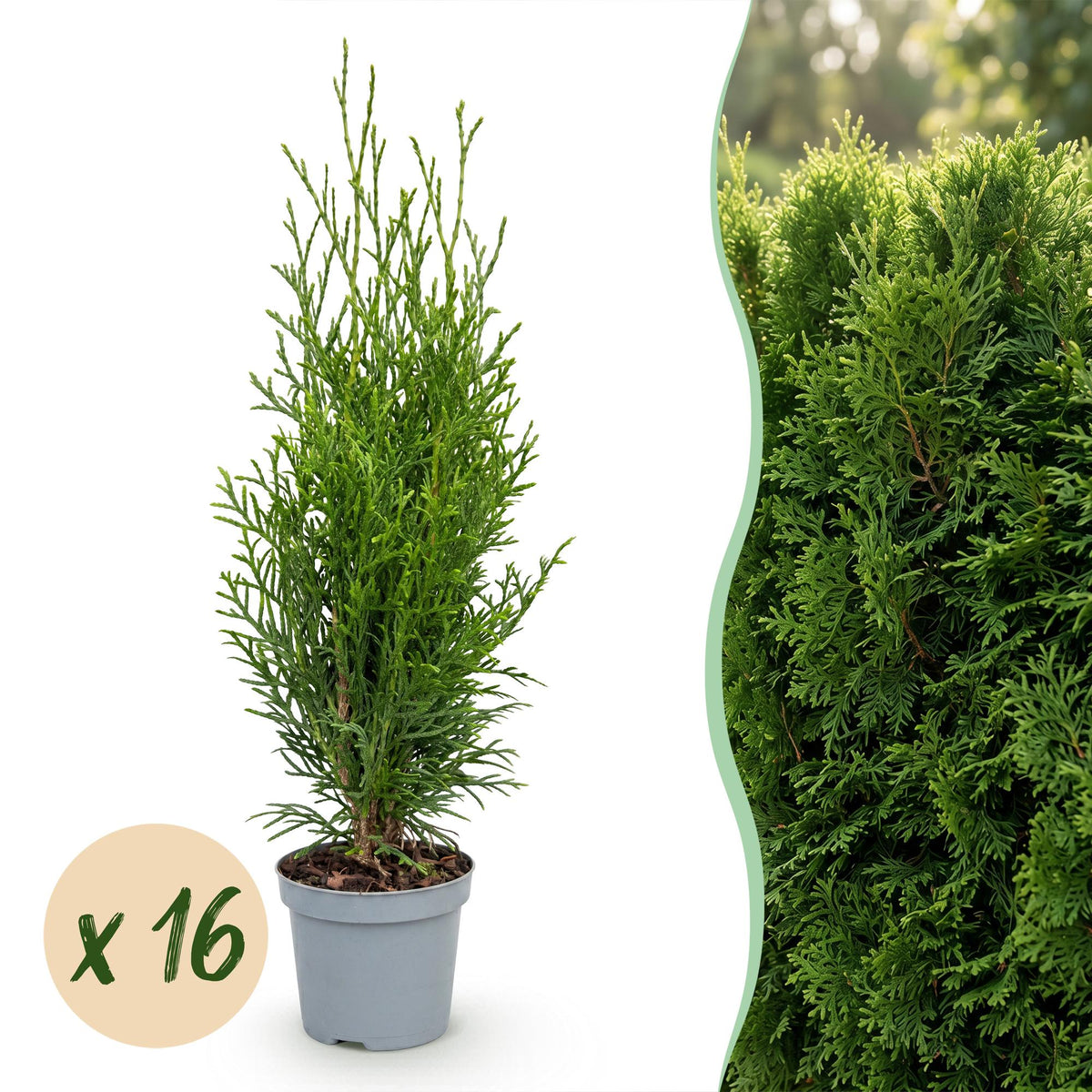 Kit haie Thuya Smaragd - H 20-30 cm, pot Ø9 cm