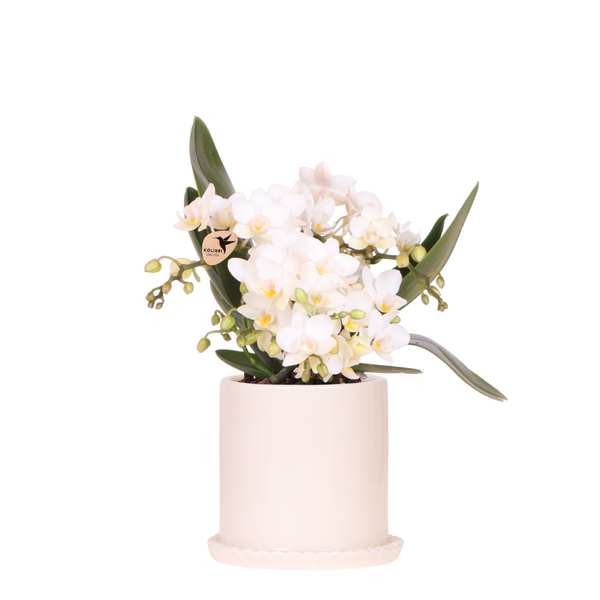 Orchidée Phalaenopsis blanche Botanic Nazaré avec cache-pot Melody crème - H 30 cm, pot Ø9 cm