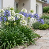Agapanthes en duo bleu et blanc - H 15-25 cm, pot Ø11 cm