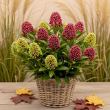 1x - Terrasplant - Skimmia japonica Festival - Bloem Wit & Rood - 15+ Bloemen - 1 Plant - Winterhard - Kruka 15cm Hoogte 30cm