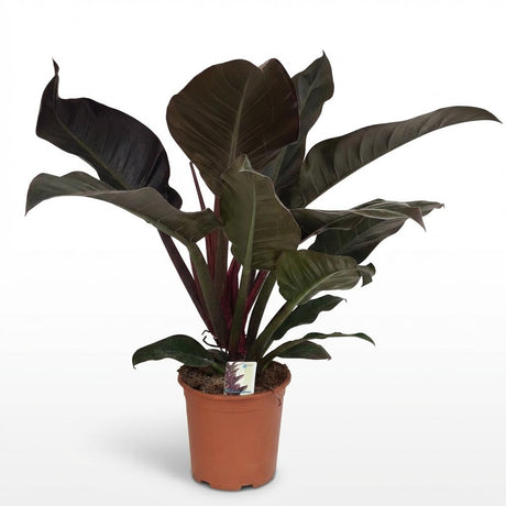 Green boutiQ - Kamerplant - Philodendron - Philodendron Imperial Red - Rood - Weinig onderhoud - 1 Plant - Kruka 19cm - Hoogte 60cm