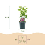 La Green Touch - Trädgårdsväxt - Syringa vulgaris Ludwig Spath - Vanlig Syrén - Frosthart - Lila - 1 Plant - Kruka 17cm - Höjd 45cm