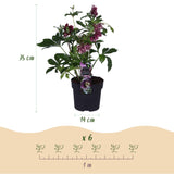 Green boutiQ - Tuinplant - Lenten Rose - Helleborus orientalis Double Ellen Red - Rode Bloem -1 Plant - Groenblijvend - Kruka 14cm Hoogte 35cm