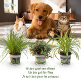 Green boutiQ - Kamerplant - Cyperus - Calissia - Chlorophytum - Mix van 3 - Huisdiervriendelijke Växtn - Groen - 3 Växtn - met Mand - Kruka 12cm - Hoogte 20cm