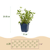 Green boutiQ - Borderpakket - Bodembedekkend - 24 Vaste växtn - 3 m2 - Diversen kleuren - Weinig Onderhoud - Kruka 11cm