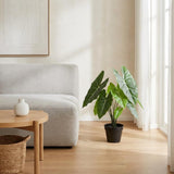 Alocasia polly artificiel h40cm