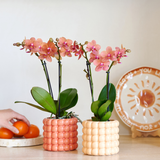 Kolibri Company | Växtnset Poppy Orange Orchids | Oranje orchidee Bolzano incl. keramieken sierpotten
