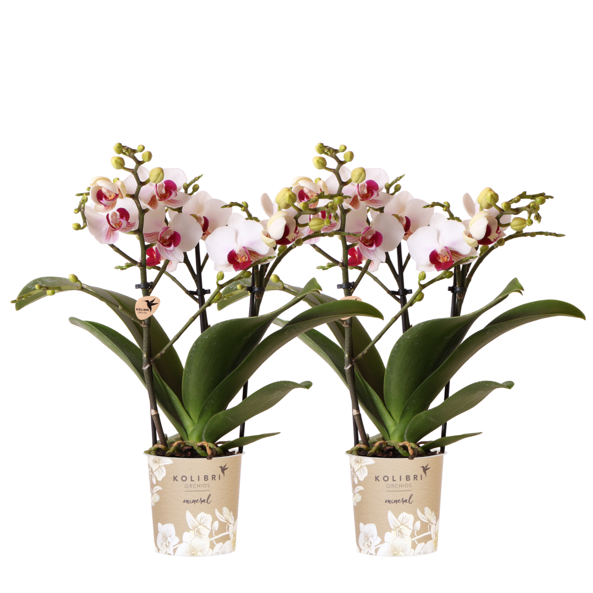 Orchidées Phalaenopsis blanches Mineral Gibraltar - lot de 2 ou 4 - pot Ø9 cm