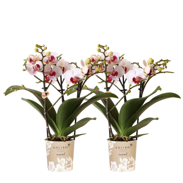 Orchidées Phalaenopsis blanches Mineral Gibraltar - lot de 2 - pot Ø9 cm
