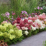 Green boutiQ - Trädgårdsväxt - Hydrangea panniculata Groundbreaker Blush - Greeny - Ruby - Pyramidhortensia - Kompakt - Rosa-Grön-Röd - 3 Växter - Kruka 14cm - Höjd 20-25cm