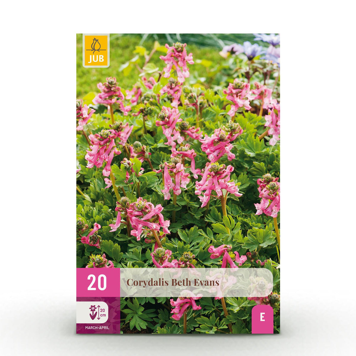 Green boutiQ - Bloembollen - Corydalis Beth Evans - Kleur Wit i Paars - 20 stuks - Bolmaat 6/7 - XXL Pack