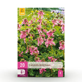 Green boutiQ - Bloembollen - Corydalis Beth Evans - Kleur Wit i Paars - 20 stuks - Bolmaat 6/7 - XXL Pack